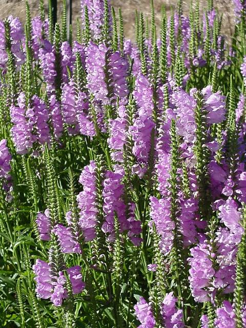 Obedient_Plant.jpg